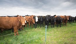The why and how of sustainable livestock in arable rotations – Lincolnshire